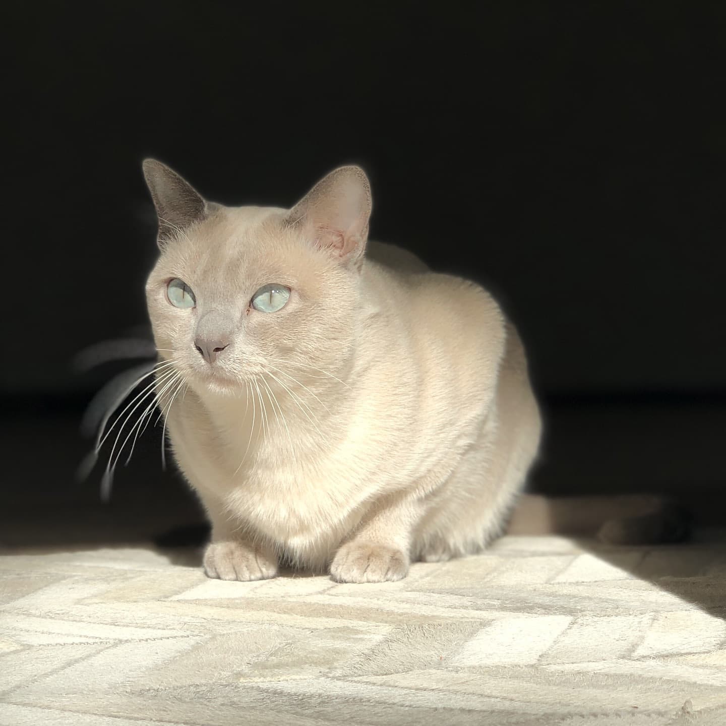 Tonkin Kedisi (Tonkinese) Özellikleri, Bakımı ve Beslenmesi