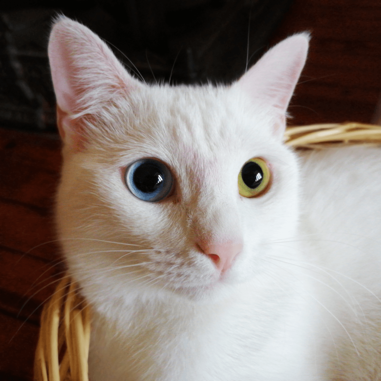 Van Kedisi (Turkish Van) Özellikleri, Bakımı ve Beslenmesi