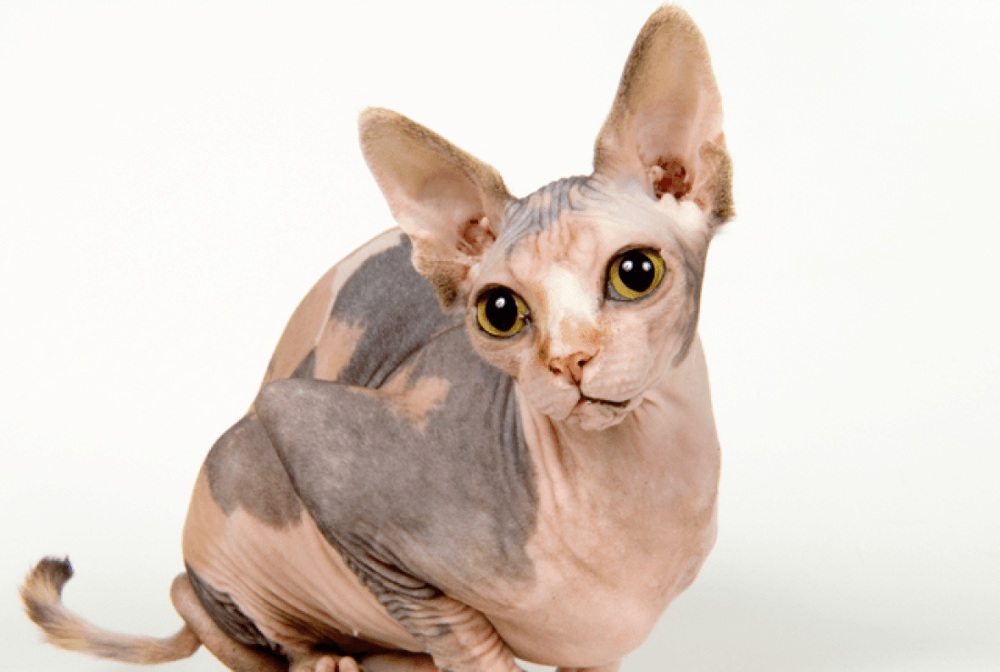 Sfenks Kedisi (Sphynx) Özellikleri, Bakımı ve Beslenmesi