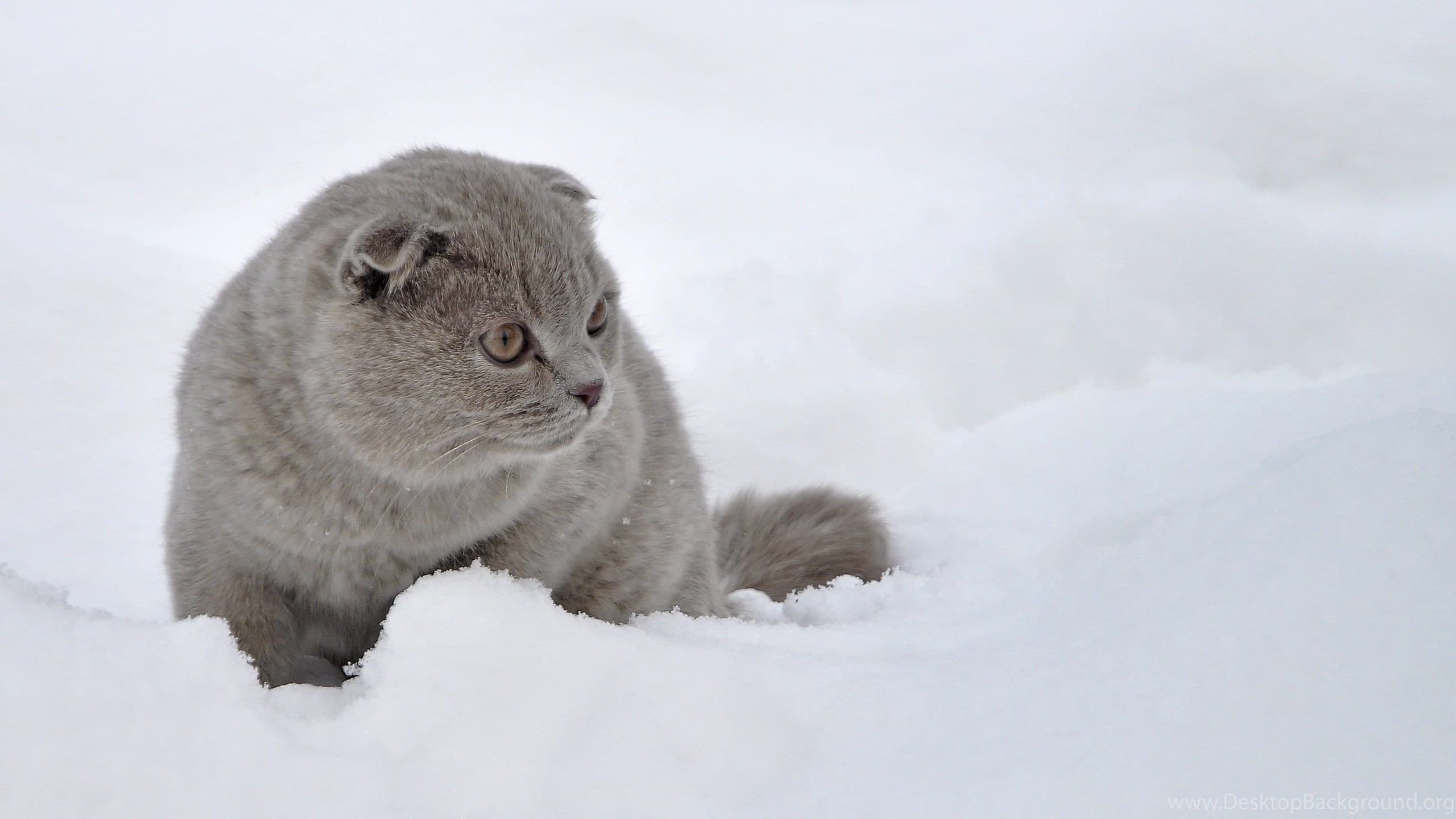 Scottish Fold Özellikleri, Bakımı ve Beslenmesi
