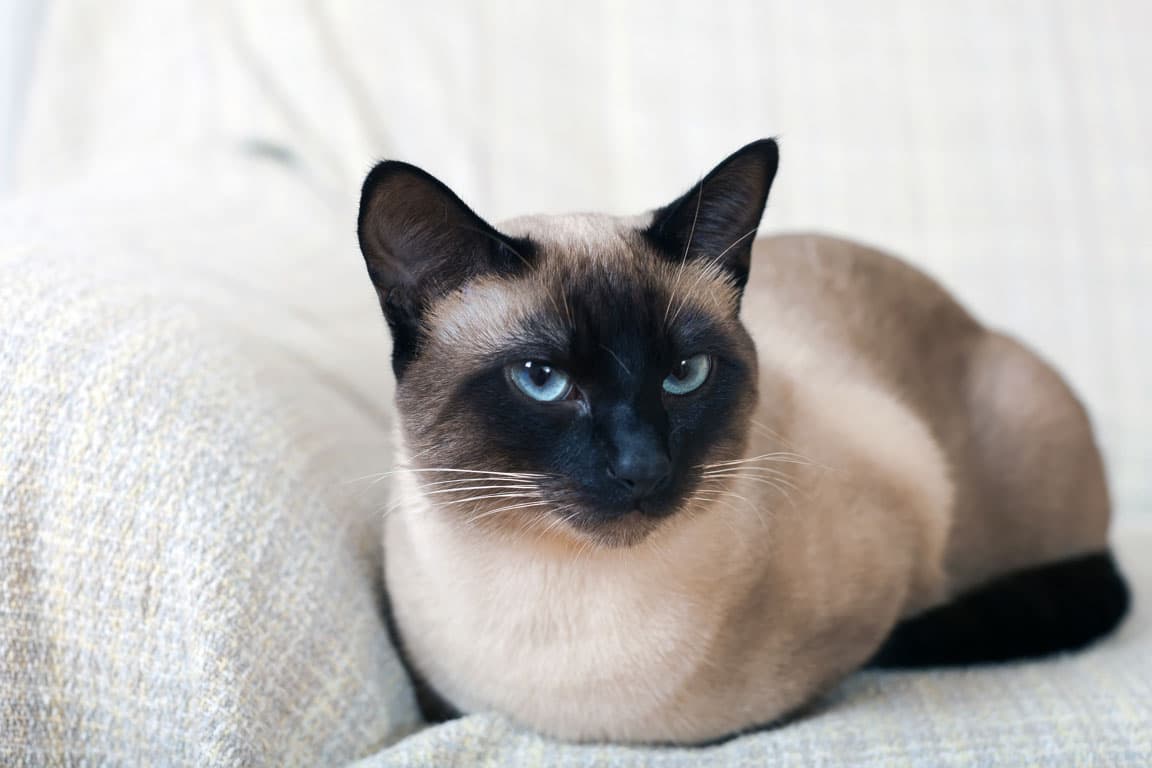 Siyam Kedisi (Siamese) Özellikleri, Bakımı ve Beslenmesi