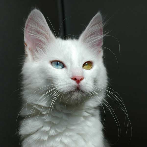 Ankara Kedisi (Turkish Angora) Özellikleri, Bakımı ve Beslenmesi