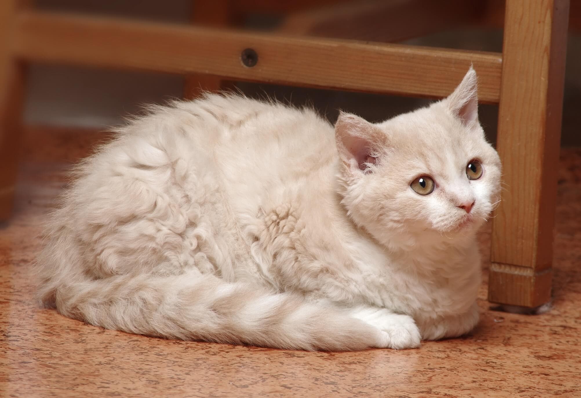Selkirk Rex Kedisi Özellikleri, Bakımı ve Beslenmesi