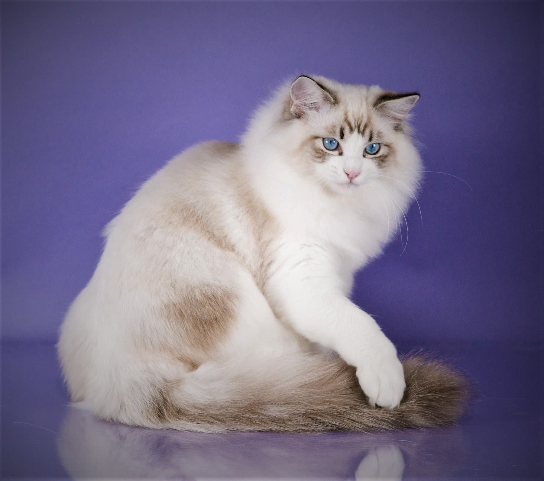 Ragdoll Kedisi Özellikleri, Bakımı ve Beslenmesi
