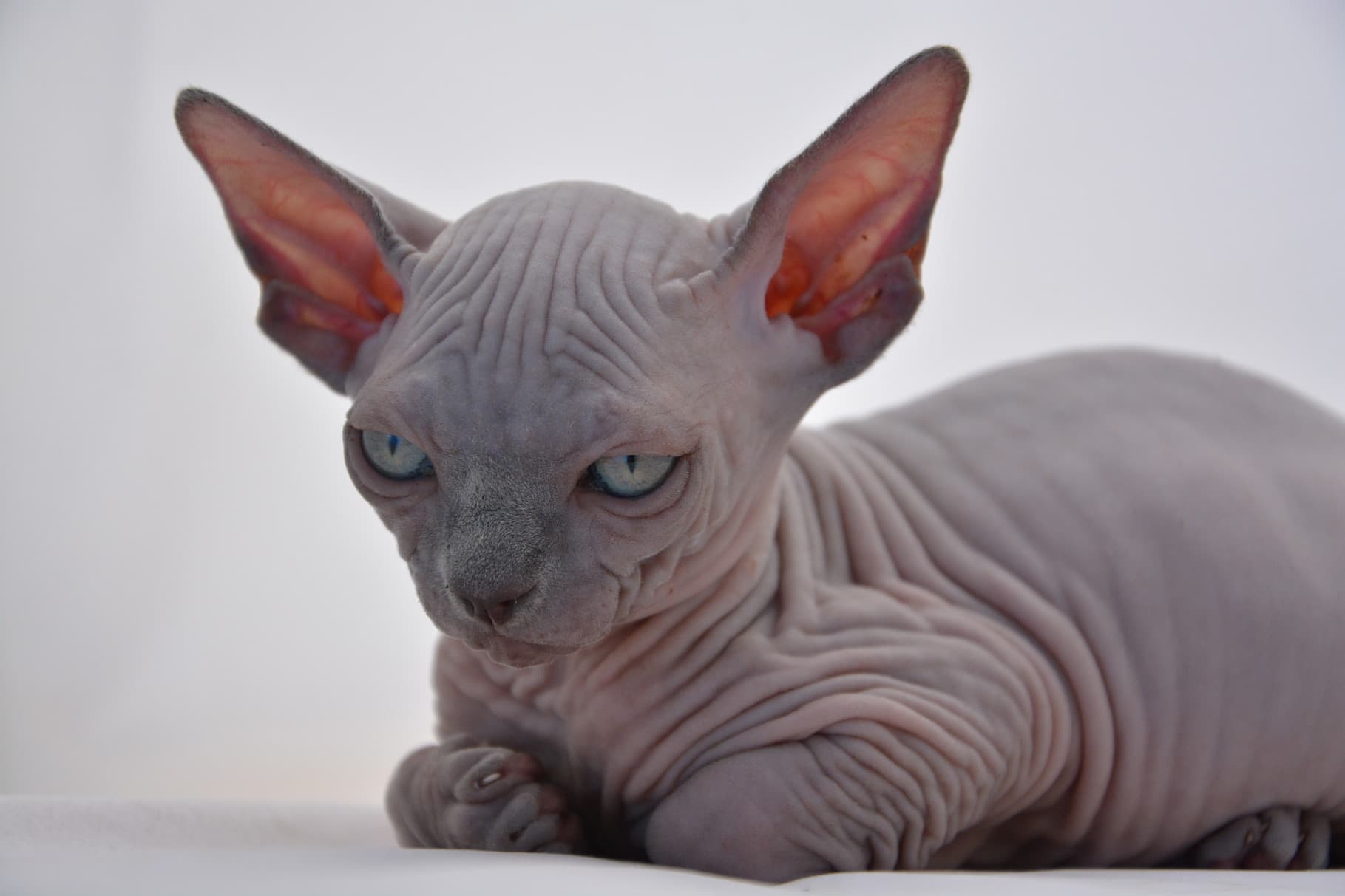 Peterbald Kedisi Özellikleri, Bakımı ve Beslenmesi