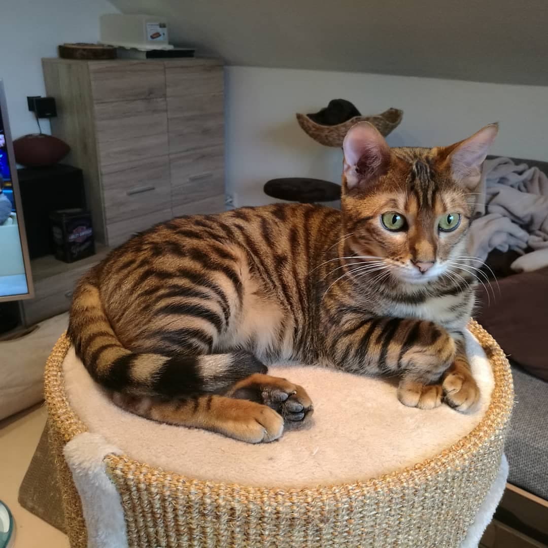 Toyger Kedisi Özellikleri, Bakımı ve Beslenmesi