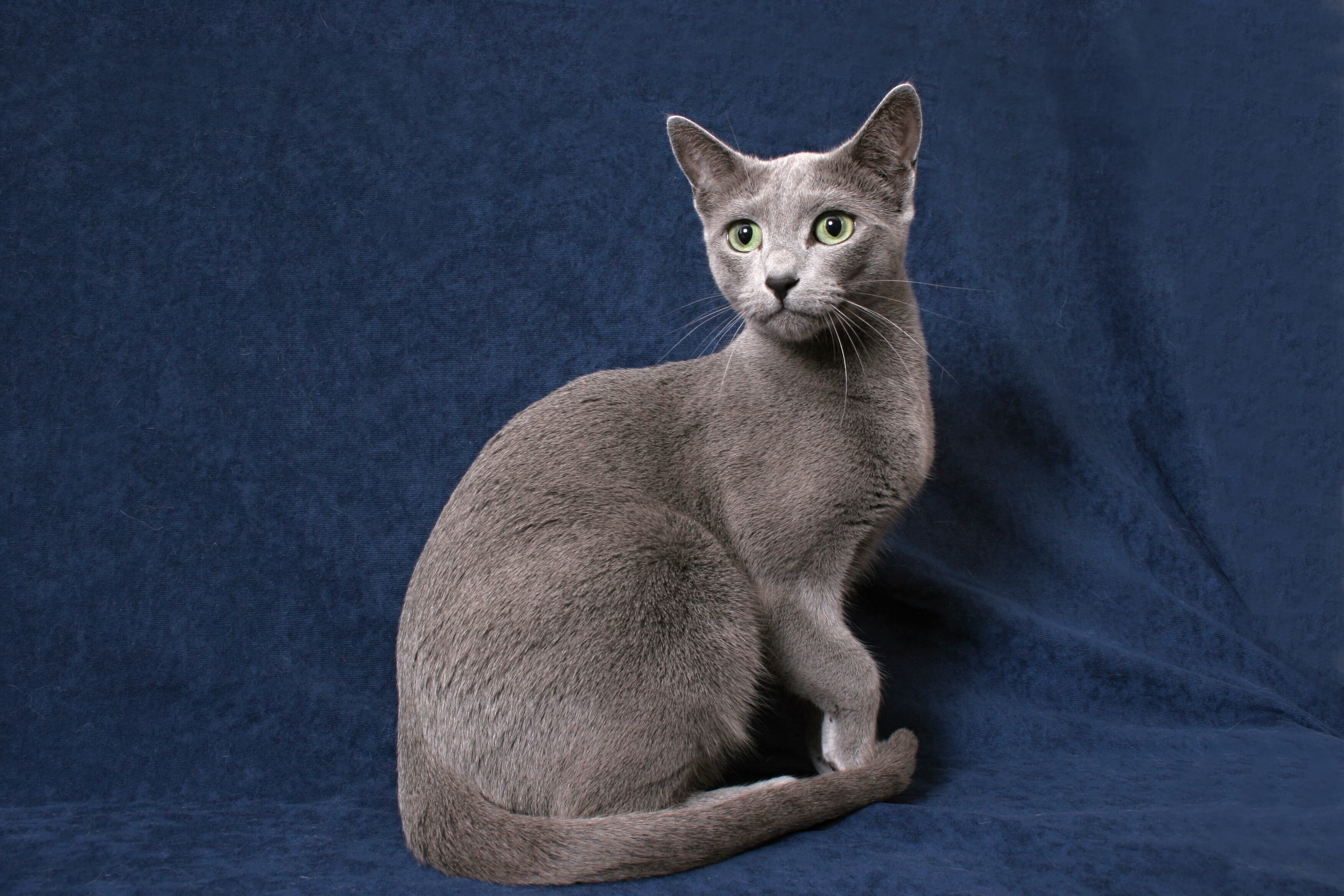 Mavi Rus Kedisi (Russian Blue) Özellikleri, Bakımı ve Beslenmesi